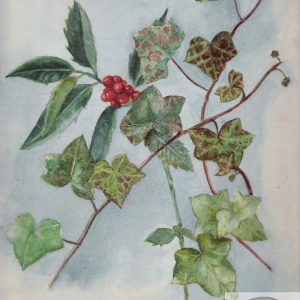 Holly and Ivy (Christmas Card)